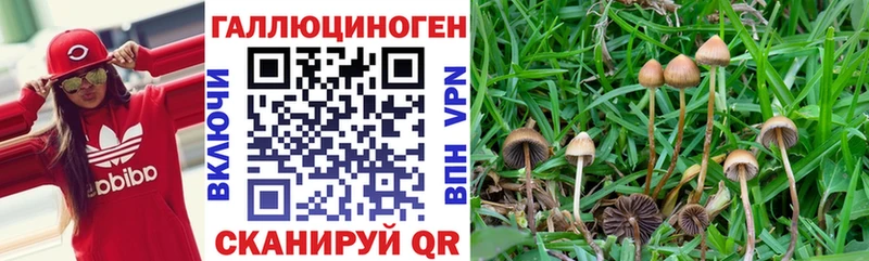 Галлюциногенные грибы Cubensis  купить  сайты  Дальнереченск 